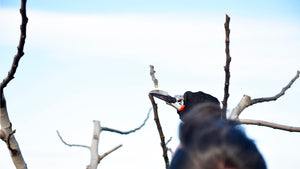come si pota l'albero di fico in inverno